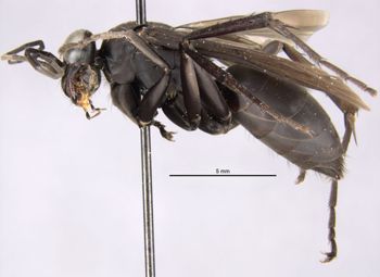 Media type: image;   Entomology 23476 Aspect: habitus lateral view